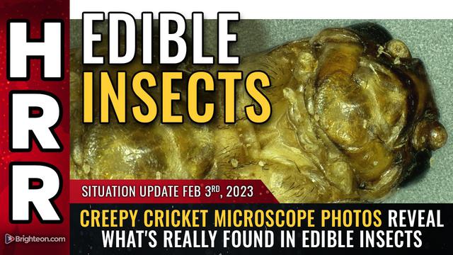 Situation Update, 2/3/23 – CREEPY CRICKET microscope photos… – NaturalNews